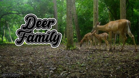 A Doe and her new family enjoying a rare peaceful moment