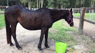 Treating an old horse's rain scald / rain rot