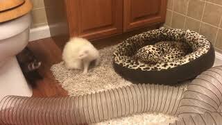 Two silly ferrets having fun