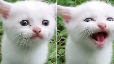 Cat baby mao so cute baby