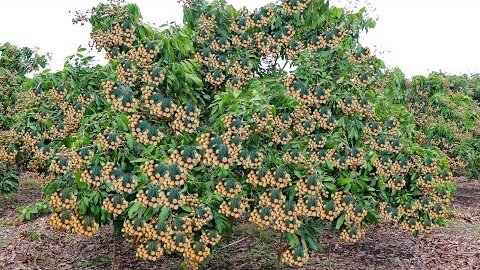 Wow😱 Very Delicious And Unbelievable Fruit Trees😳😋