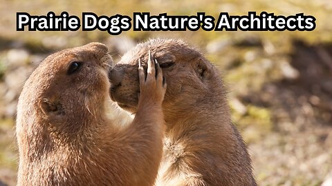 Exploring the World of Prairie Dogs Nature's Architects