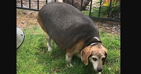 Morbidly Obese Beagle's Incredible Weight Loss Journey