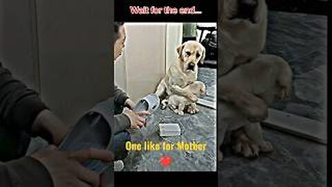 cute baby dogs mom #shorts #doglover #dog #pet #dogvideo #cutedog #oscar #jerry #viral