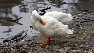 CatTV: White Ducks Cleaning