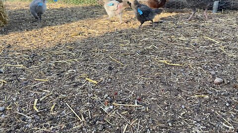 Little chicks and turkeys running a muck!