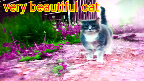 very beautiful cat