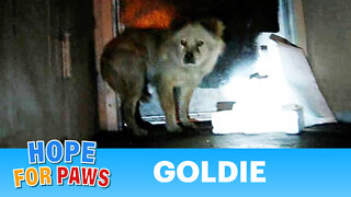 Dog rescue: Goldie and Romeo (Part 1 of 2) - (By Eldad Hagar)