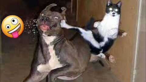 Funny animals / Part 6 😂 #pet #cat #dog #cute #animals #foryou #typ