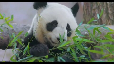 Giant panda (Ailuropoda melanoleuca) also known as the panda bear or simply the panda, is a bear na