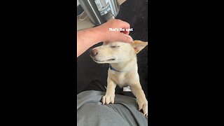 Cute Shiba Inu puppy loves scratches