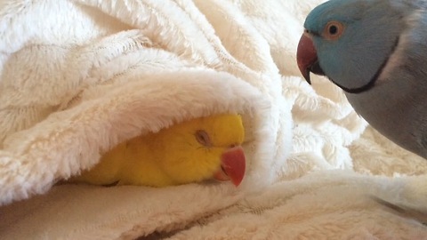 Lazy parrot refuses to get out of bed