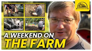 An Actual Weekend on the Farm: Catching Pig and Fixing Tractor