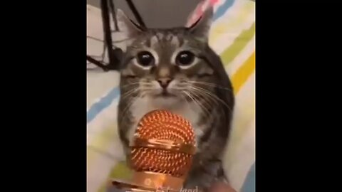 singing cat funny moment new part 2