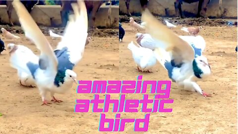 This bird has got amazing gymnastic skills