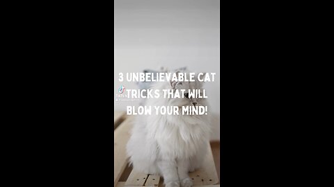 3 Unbelievable Cat Tricks That Will Blow Your Mind! This Was Unexpected!! #shorts