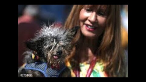 This Year's Winner Of The "World's Ugliest Dog" Contest Is A Good Boy Named Scamp The Tramp