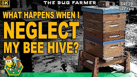 Neglected | What happens when I neglect beehives? #beekeeping #insects #bees
