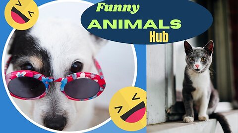 FUNNY ANIMALS TRY NOT TO LAUGH😂😂😂