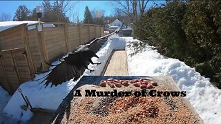 Crows in Slow Motion