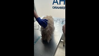 Maltipoo puppy receives her second vaccination