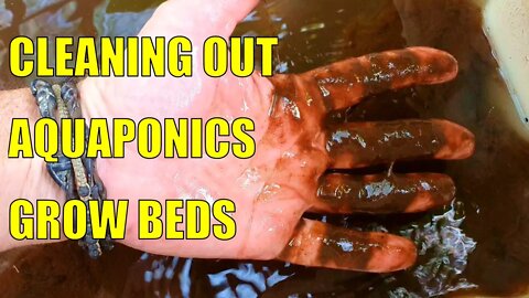 Cleaning Out the Aquaponics & Fires In Australia