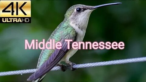 Birdwatching: Beautiful Hummingbirds Visit Middle Tennessee August, 3rd 2022