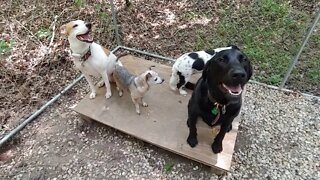4 tails wagging at one time!