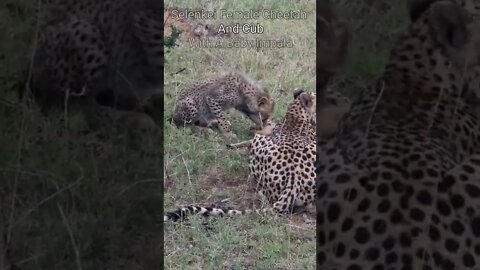 Wildlife Sightings Today 20/04/22 (Lions, etc) | Lalashe Maasai Mara | #shorts