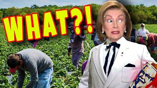 Who is Going to "PICK The CROPS"?! Plantation Pelosi Worries Florida Needs MIGRANTS to Work Fields