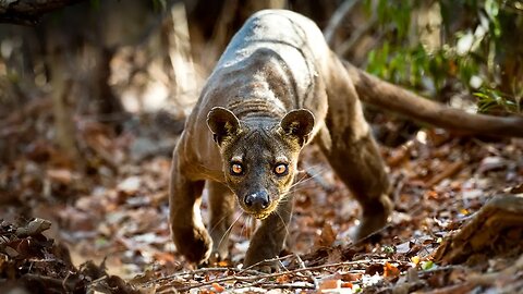 FOSSA - Deadly Carnivorous Cat From Madagascar