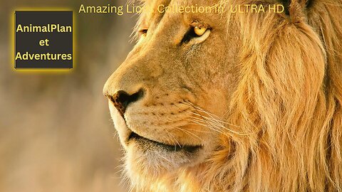 Amazing Lions Collection ULTRA HD