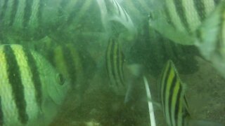 Sargent Major Feeding frenzy – Jetty Park Pier