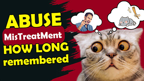 HOW LONG CAT REMEMBER THEIR OWNERS ABUSE AND MISTREATMENT POINT 4th WILL SHOCK YOU