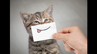 Funny cats