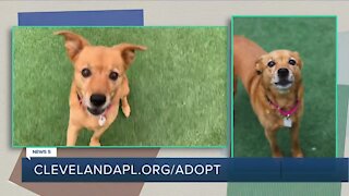 Cleveland APL Pet of the Weekend: Cancer surviving pup named Mia