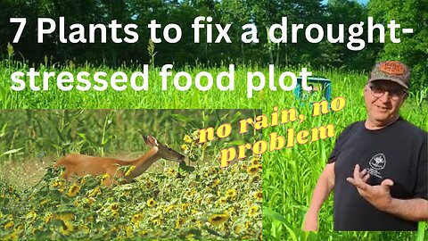 How to fix a drought-damaged food plot