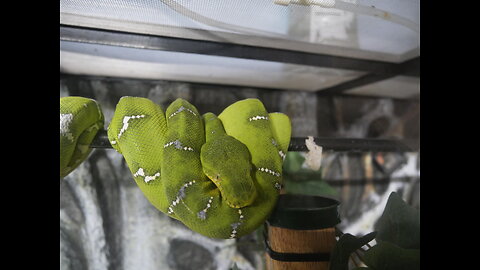 Frollo & Esmeralda" Emerald tree boas (Live feeding)