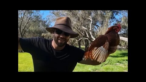 Intro - As A Chicken Rancher