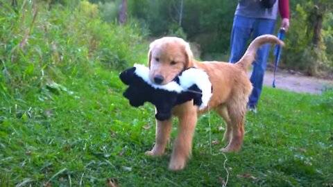 GOLDEN RETRIEVER PUPPY FINDS SKUNK!