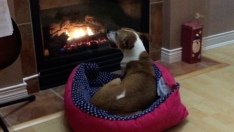 Adorable Dog Enjoys Fireplace On A Cold Night