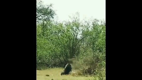 Lions Act Of Cowardice Coward Lions Assaulting Baboon Brave Baboon Fights Alone