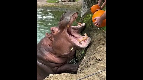 Hungry Hippos Enjoy Pumpkin Treats __ ViralHog