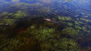 Everglades Drone Video