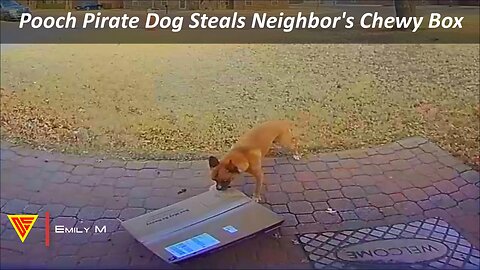 Pooch Pirate Dog Steals Neighbor's Chewy Box Caught on Vivint Doorbell | Doorbell Camera Video