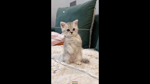 animal lover cute cat video