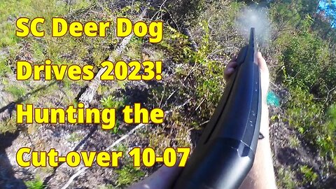 SC Deer Dog Drives 2023! 10-07... Hunting the Cut-over!