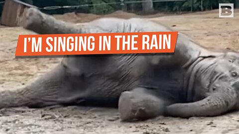 SPLISH SPLASH: Baby Elephant Dances in the Rain at Texas Zoo