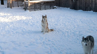 Husky Gets Cold Paws!