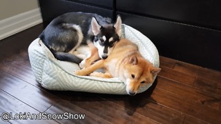 Compilation of husky and Shiba Inu's cutest moments together